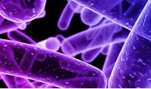 Proceso de limpieza y desinfección para el control de la Listeria monocytogenes