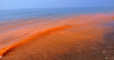 Las mareas rojas, ciguatera y escombrotoxinas, principales peligros en animales marinos