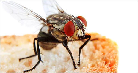 Las moscas son más que una molestia… no hay que subestimar su capacidad de contaminación